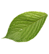 Leafe Image