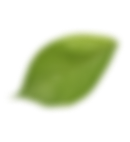Leafe Image